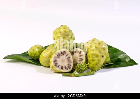 Morinda citrifolia su sfondo bianco, phitsanulok Foto Stock