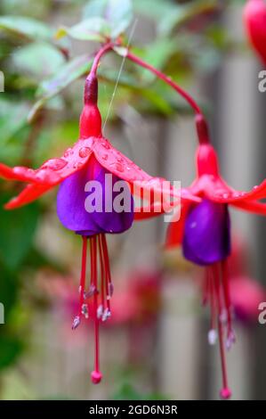 Foto closeup di fiori di una pianta perenne fuchsia giardino con gocce dopo la pioggia. Foto Stock