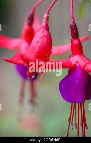 Foto closeup di fiori di una pianta perenne fuchsia giardino con gocce dopo la pioggia. Foto Stock