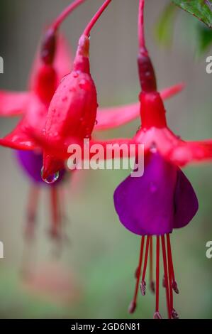 Foto closeup di fiori di una pianta perenne fuchsia giardino con gocce dopo la pioggia. Foto Stock