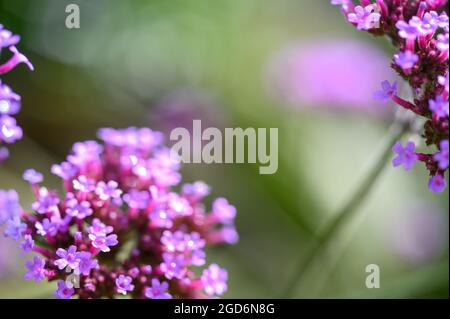 Foto closeup dei fiori su un vervain Purpletop (verbena bonariensis) dopo la pioggia in estate in un giardino inglese. Foto Stock