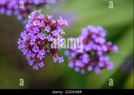 Foto closeup dei fiori su un vervain Purpletop (verbena bonariensis) dopo la pioggia in estate in un giardino inglese. Foto Stock