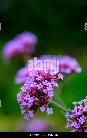 Foto closeup dei fiori su un vervain Purpletop (verbena bonariensis) dopo la pioggia in estate in un giardino inglese. Foto Stock