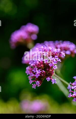 Foto closeup dei fiori su un vervain Purpletop (verbena bonariensis) dopo la pioggia in estate in un giardino inglese. Foto Stock