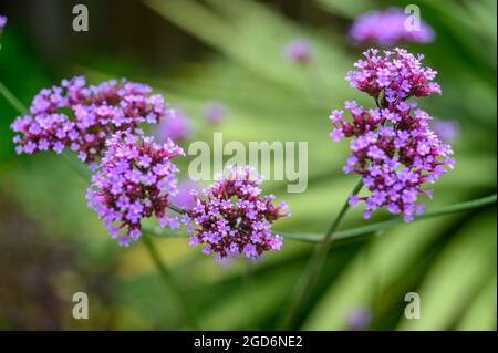 Foto closeup dei fiori su un vervain Purpletop (verbena bonariensis) dopo la pioggia in estate in un giardino inglese. Foto Stock