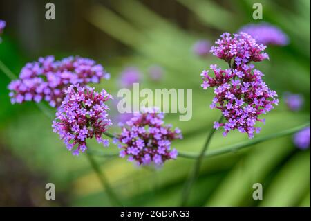 Foto closeup dei fiori su un vervain Purpletop (verbena bonariensis) dopo la pioggia in estate in un giardino inglese. Foto Stock