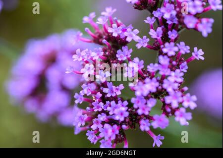 Foto closeup dei fiori su un vervain Purpletop (verbena bonariensis) dopo la pioggia in estate in un giardino inglese. Foto Stock