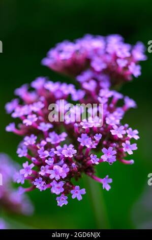 Foto closeup dei fiori su un vervain Purpletop (verbena bonariensis) dopo la pioggia in estate in un giardino inglese. Foto Stock