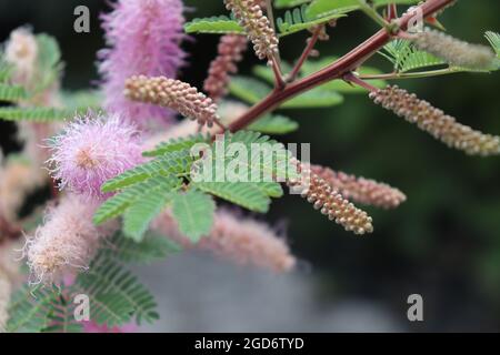 Primo piano di Mimosa Dysocarpa in un giardino Foto Stock