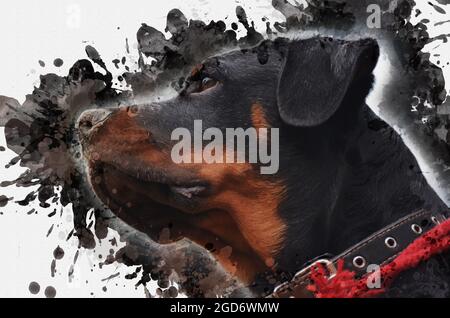 Ritratto digitale di pittura acquerello di un cane razza Rottweiler. Testa femminile adulta contro spruzzi di vernice casuali neri e grigi. PET. A contemporanea Foto Stock