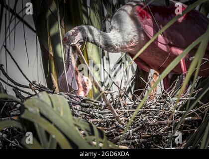 Roseate Spoonbill Madre e nestlings Foto Stock