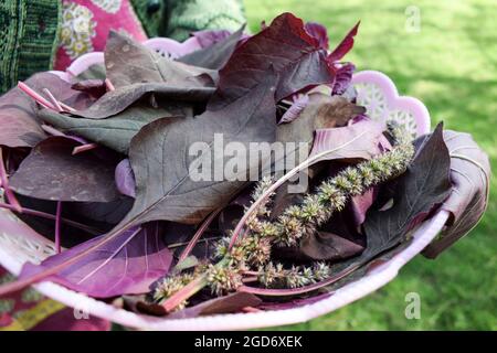 Cesto di contenimento femminile pieno di verdure a foglia di spinaci rossi organici. Raccolto a mano cresciuto in India Asia. Foto Stock