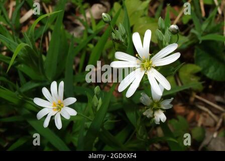 Greater Stitchwort, Große Sternmiere, Echte Sternmiere, Großblütige Sternmiere, Stellaria hologea, olocsáncsillaghúr, Ungheria, Magyarország, Europa Foto Stock