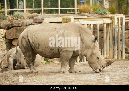 Due rhinoceros grigi che camminano nello zoo. Foto Stock