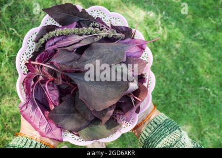 Cesto di contenimento femminile pieno di verdure a foglia di spinaci rossi organici. Raccolto a mano cresciuto in India Asia. Foto Stock