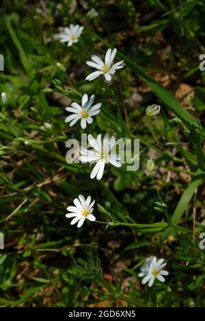 Greater Stitchwort, Große Sternmiere, Echte Sternmiere, Großblütige Sternmiere, Stellaria hologea, olocsáncsillaghúr, Ungheria, Magyarország, Europa Foto Stock