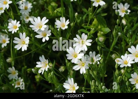 Greater Stitchwort, Große Sternmiere, Echte Sternmiere, Großblütige Sternmiere, Stellaria hologea, olocsáncsillaghúr, Ungheria, Magyarország, Europa Foto Stock