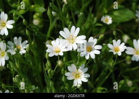 Greater Stitchwort, Große Sternmiere, Echte Sternmiere, Großblütige Sternmiere, Stellaria hologea, olocsáncsillaghúr, Ungheria, Magyarország, Europa Foto Stock