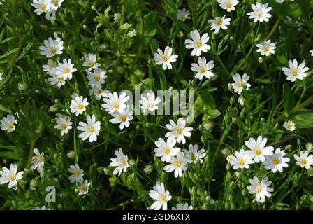 Greater Stitchwort, Große Sternmiere, Echte Sternmiere, Großblütige Sternmiere, Stellaria hologea, olocsáncsillaghúr, Ungheria, Magyarország, Europa Foto Stock