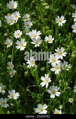 Greater Stitchwort, Große Sternmiere, Echte Sternmiere, Großblütige Sternmiere, Stellaria hologea, olocsáncsillaghúr, Ungheria, Magyarország, Europa Foto Stock