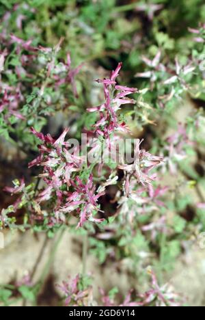 Fumatore comune, fumatore di droga o fumo di terra, Gewöhnlicher Erdrauch, Fumaria officinalis, orvosi füstike, Ungheria, Magyarország, Europa Foto Stock