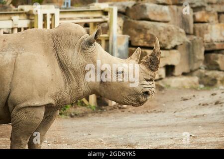 Due rhinoceros grigi che camminano nello zoo. Foto Stock