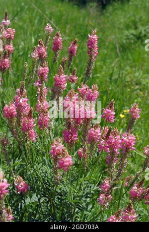 Sainfoin comune, Saat-Esparsette, Onobrychis viciifolia, takarmánybaltacim, Ungheria, Magyarország, Europa Foto Stock