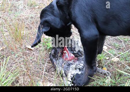 Un cucciolo nero che mangia una carcassa di pollo Foto Stock