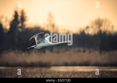 Il cigno muto (Cygnus olor) decolla dallo stagno e vola sopra l'acqua. Sullo sfondo c'è una foresta e il sole che sorge. Preso presto nella mo Foto Stock