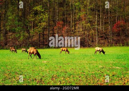 Mandria di Elk pascolo in Prato in autunno in Montagne Foto Stock