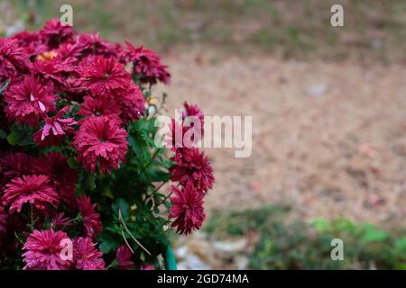 Crisantemi di Borgogna in autunno. Cespuglio di crisantemi autunnali che crescono in giardino con gocce di pioggia su petali, aghi di pino non focalizzati a terra, con c Foto Stock