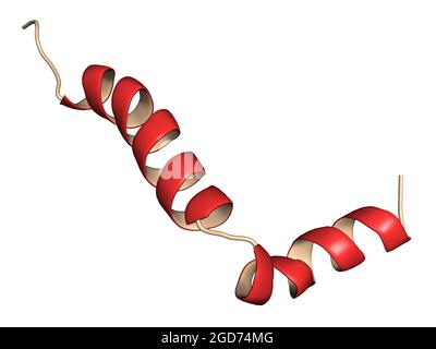 Peptide beta-amiloide (Abeta), rendering 3D. Componente principale di p Foto Stock