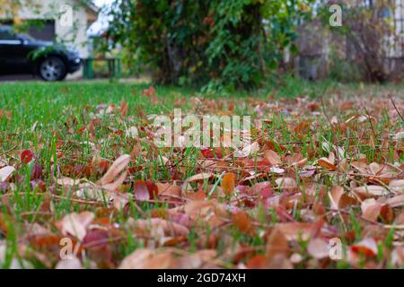 Cortile il giorno d'autunno. Prato verde con foglie gialle cadenti che giacciono su di esso e posto auto con auto sullo sfondo Foto Stock