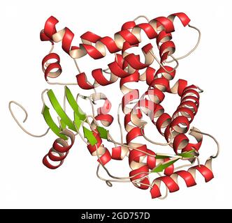 Enzima epatico del citocromo P450 (CYP2D6) in complesso con il farmaco chinino. Rendering 3D. Foto Stock