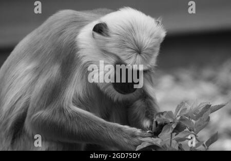 Langur raccogliendo le foglie migliori Foto Stock