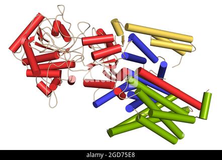 Complesso proteico gamma secretasi. Illustrazione 3D. Foto Stock
