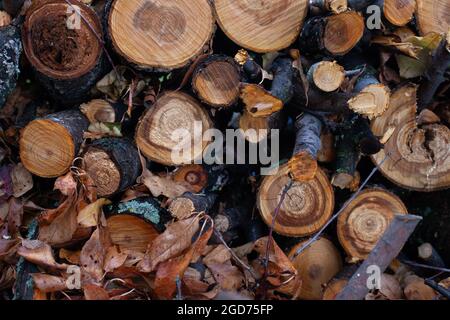 Alberi abbattuto in foresta. Tronchi di albero appena tagliati, imballati accatastati l'uno sopra l'altro, sfondo di legno di autunno umido o tronchi Foto Stock