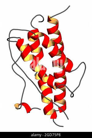 Molecola di ormone della crescita umano (hGH, somatotropina). Rendering 3D. Foto Stock