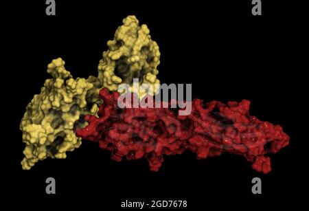 Proteina PD-1 legata a PD-L1, illustrazione 3D. Foto Stock