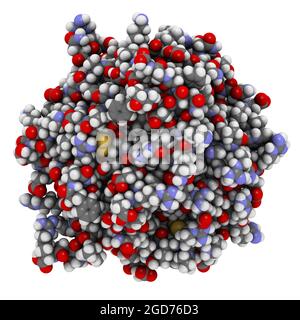 Enzima di coagulazione del sangue della trombina. Illustrazione 3D. Foto Stock