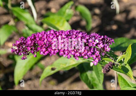 Buddleia davidii 'Berries and Cream' (varietà buddleja), conosciuta come una farfalla cespuglio, in fiore durante agosto o estate, Regno Unito Foto Stock