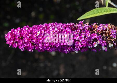 Buddleia davidii 'Berries and Cream' (varietà buddleja), conosciuta come una farfalla cespuglio, in fiore durante agosto o estate, Regno Unito Foto Stock