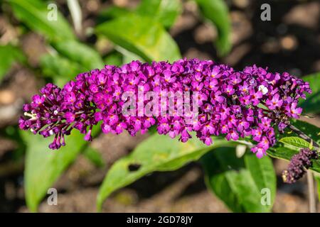 Buddleia davidii 'Berries and Cream' (varietà buddleja), conosciuta come una farfalla cespuglio, in fiore durante agosto o estate, Regno Unito Foto Stock