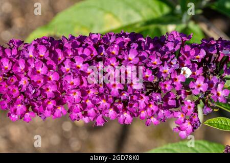 Buddleia davidii 'Berries and Cream' (varietà buddleja), conosciuta come una farfalla cespuglio, in fiore durante agosto o estate, Regno Unito Foto Stock