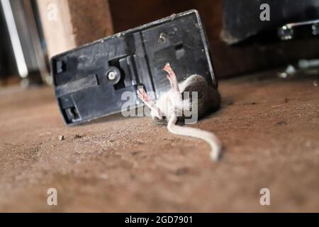 Prospettiva del pavimento di un topo morto catturato in una trappola Foto Stock