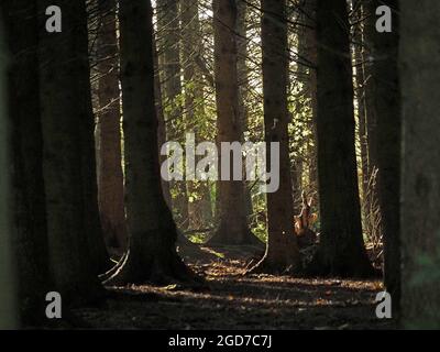 Luce del sole debole che filtra attraverso tronchi paralleli e robusti di alberi di conifere commerciali maturi in piantagione di foresta ombrosa in Cumbria, Inghilterra, Regno Unito Foto Stock