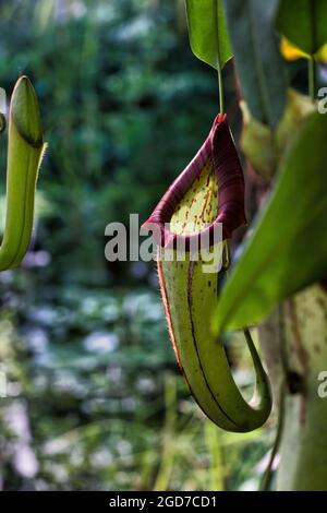 Primo piano di Nepenthes veitchii, o la pianta del lanciatore di Veitch, è una specie nepenthes dell'isola di Borneo coltivata nel suo habitat naturale. Foto Stock