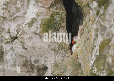 Il puffin (Alca arctica) guarda il mondo dal suo burrow in una crepa nelle scogliere di Bempton nello Yorkshire Foto Stock