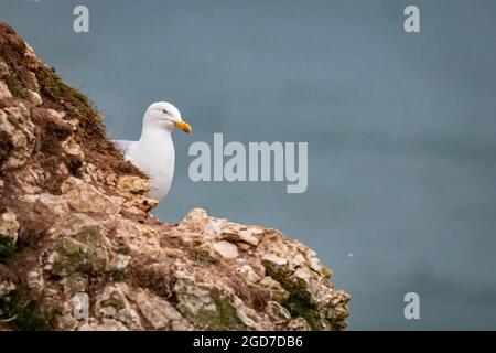 Un gabbiano di aringa (Larus argentatus) si trova sulla cima della scogliera alle scogliere di Bempton nello Yorkshire Foto Stock