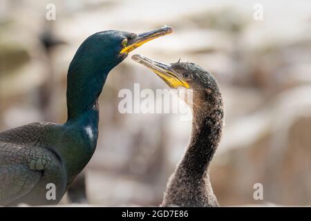 Lo shag europeo adulto (Phalacrocorax aristotelis) si trova accanto al suo pulcino crescente Foto Stock